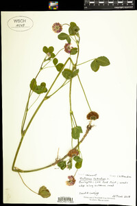 Trifolium hybridum image