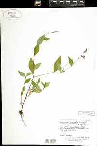 Polygonum cespitosum var. longisetum image