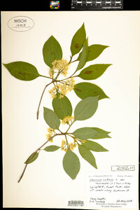 Viburnum lentago image