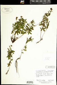 Helianthemum canadense image