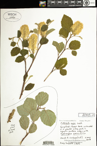 Fothergilla major image