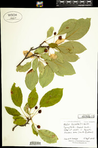 Malus baccata image