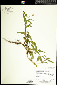 Polygonum pensylvanicum image