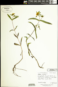 Bidens cernua image