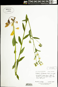 Erigeron strigosus image