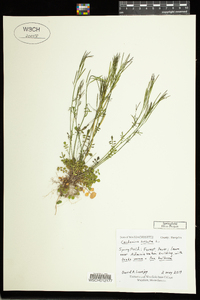 Cardamine hirsuta image