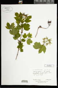 Viburnum opulus subsp. opulus image