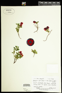 Vaccinium vitis-idaea ssp. minus image