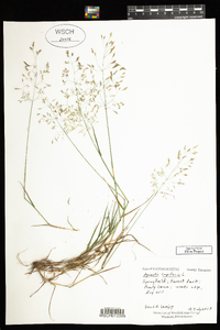 Agrostis capillaris image