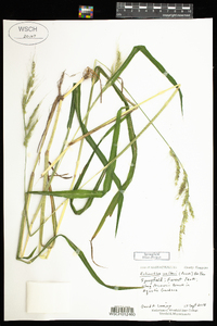 Echinochloa walteri image