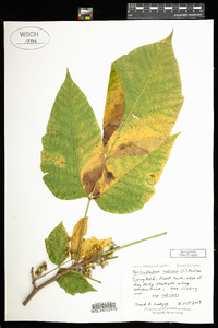 Toxicodendron radicans ssp. radicans image