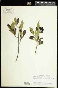 Photinia melanocarpa image