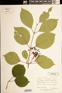 Viburnum plicatum image