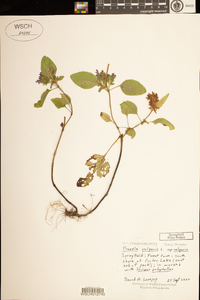 Prunella vulgaris subsp. vulgaris image