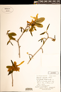 Magnolia stellata image