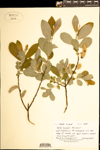 Salix humilis image