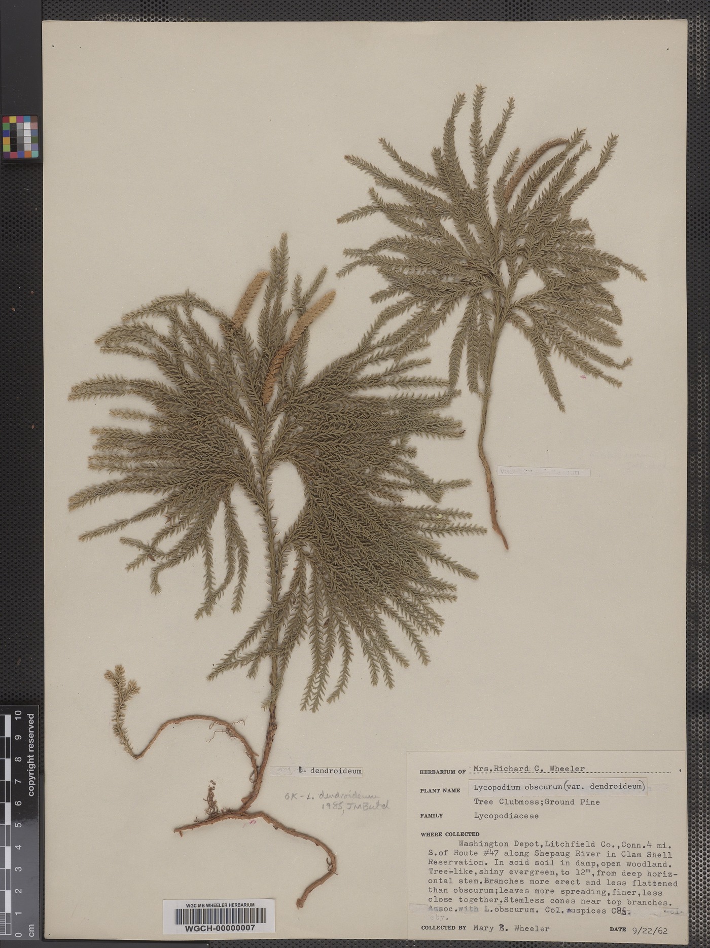 Lycopodium obscurum var. dendroideum image