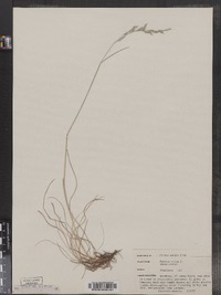 Festuca ovina image