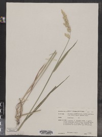 Phalaris arundinacea image