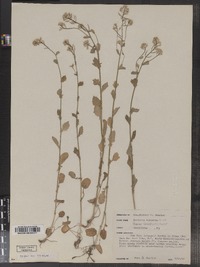 Barbarea vulgaris image