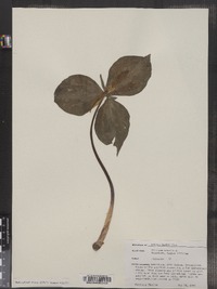 Trillium sessile image