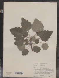 Populus canescens image