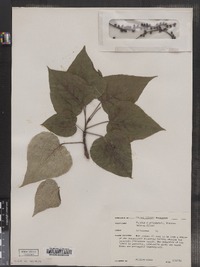 Populus x gileadensis image