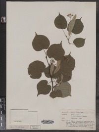 Tilia europaea image