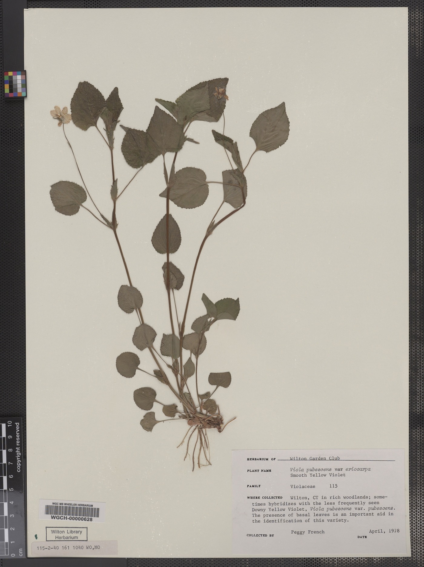 Viola pubescens var. eriocarpon image