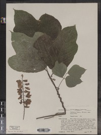 Pueraria montana var. lobata image