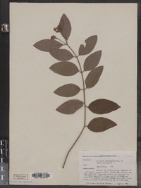 Apocynum androsaemifolium image