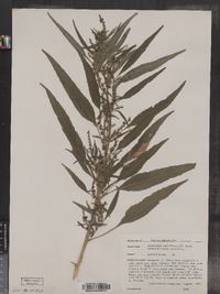 Amaranthus cannabinus image