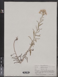 Anaphalis margaritacea image