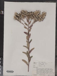 Oligoneuron rigidum var. rigidum image