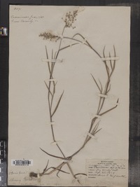 Dichanthelium spretum image