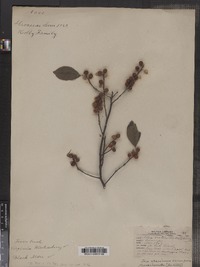 Ilex verticillata image