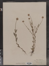 Polygala lutea image