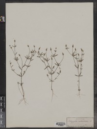 Polygala verticillata image