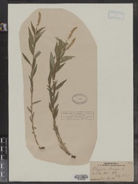 Polygala senega image