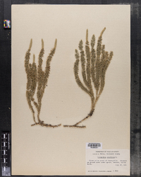 Lycopodium annotinum image