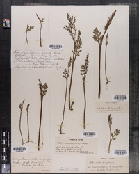 Botrychium matricariifolium image