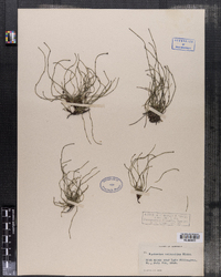 Equisetum scirpoides image