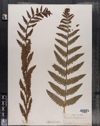 Osmunda claytoniana image