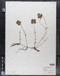 Marsilea quadrifolia image