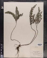 Adiantum pedatum image