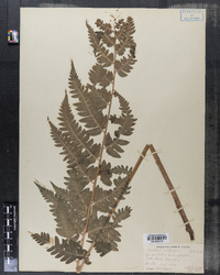 Dryopteris cristata image