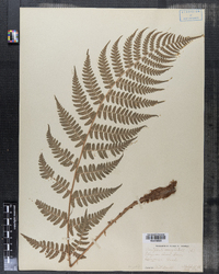 Dryopteris marginalis image