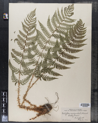 Thelypteris marginalis image