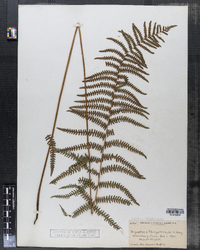 Dryopteris thelypteris image