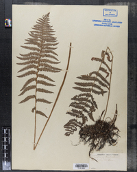 Dryopteris thelypteris image